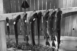 Ice Fishing